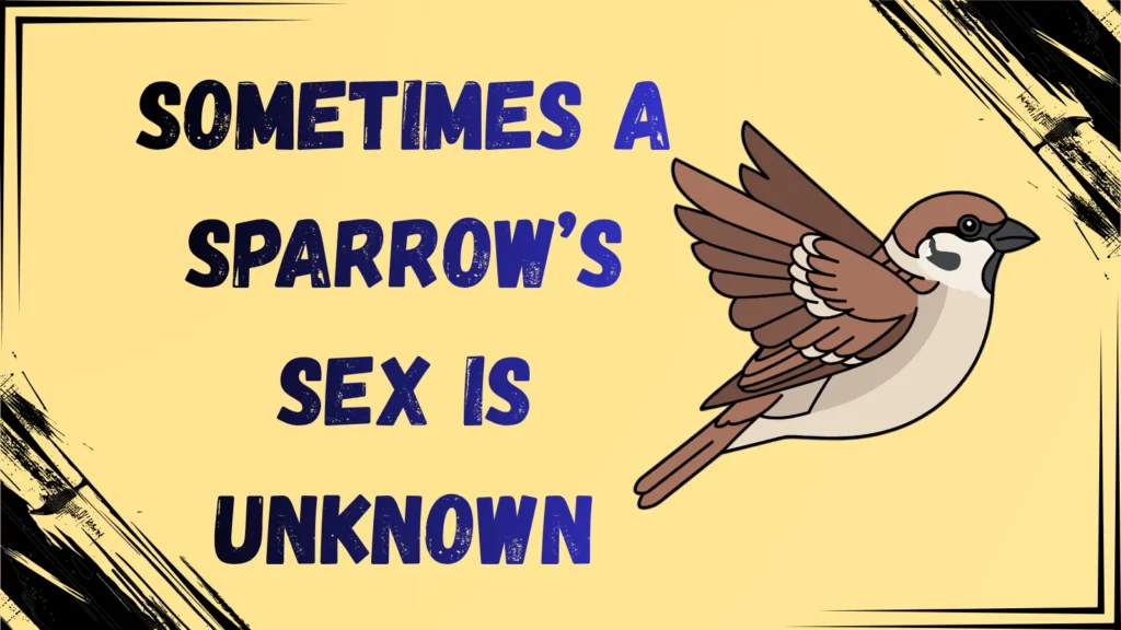 sweet and unique sparrow names